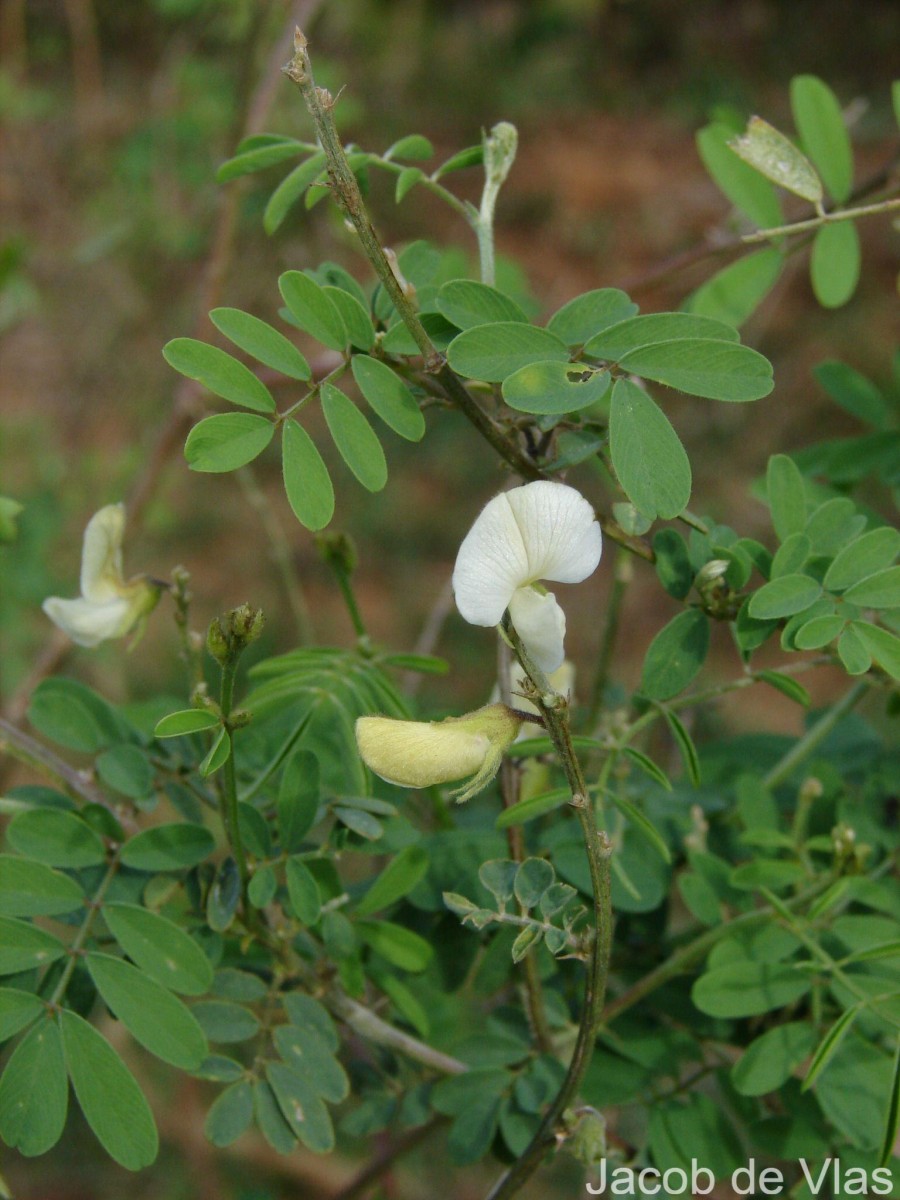 Tephrosia villosa (L.) Pers.